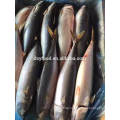 Liefern 300-500g gefrorene pacific mackerel